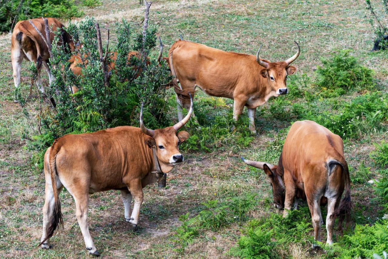 Quinta Da Tapada Βίλα Avô Εξωτερικό φωτογραφία